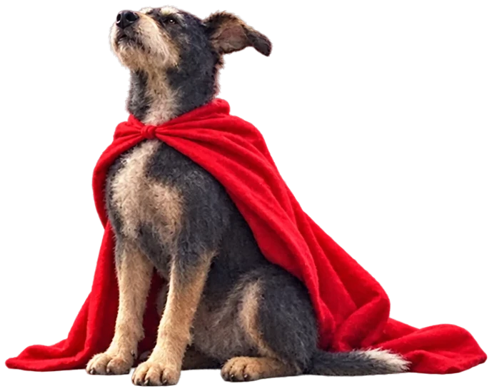 Buto sitting with a red blanket around his shoulders, looking up